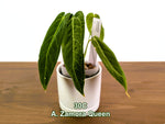 Anthurium Zamora Queen Exact Plants - Choose Yours