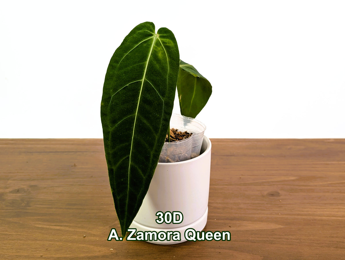 Anthurium Zamora Queen Exact Plants - Choose Yours