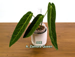 Anthurium Zamora Queen Exact Plants - Choose Yours