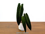 Anthurium Zamora Queen Exact Plants - Choose Yours