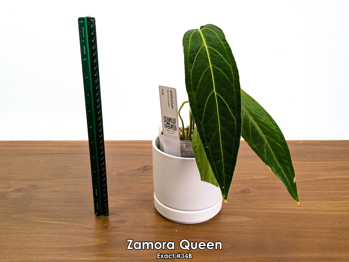 Anthurium Zamora Queen - Pick Your Exact One of a Kind Plant