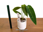Anthurium Zamora Queen - Pick Your Exact One of a Kind Plant