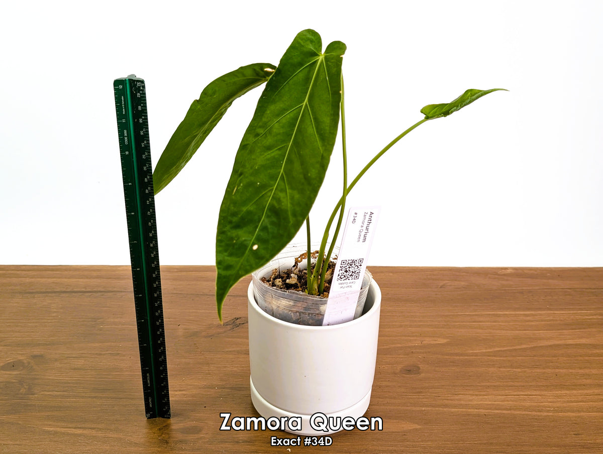 Anthurium Zamora Queen - Pick Your Exact One of a Kind Plant