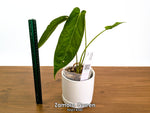 Anthurium Zamora Queen - Pick Your Exact One of a Kind Plant