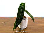 Anthurium Zamora Queen Exact Plants - Choose Yours