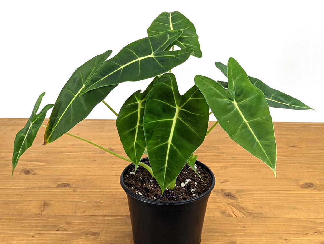 Alocasia Frydek