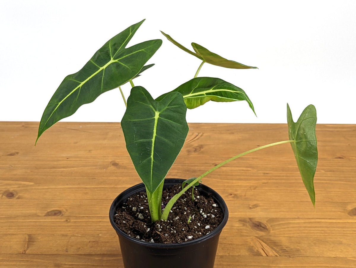 Alocasia Frydek