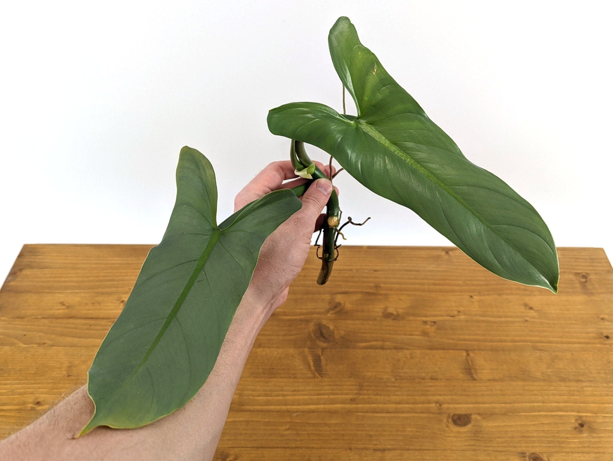 Philodendron Silver Sword Cutting