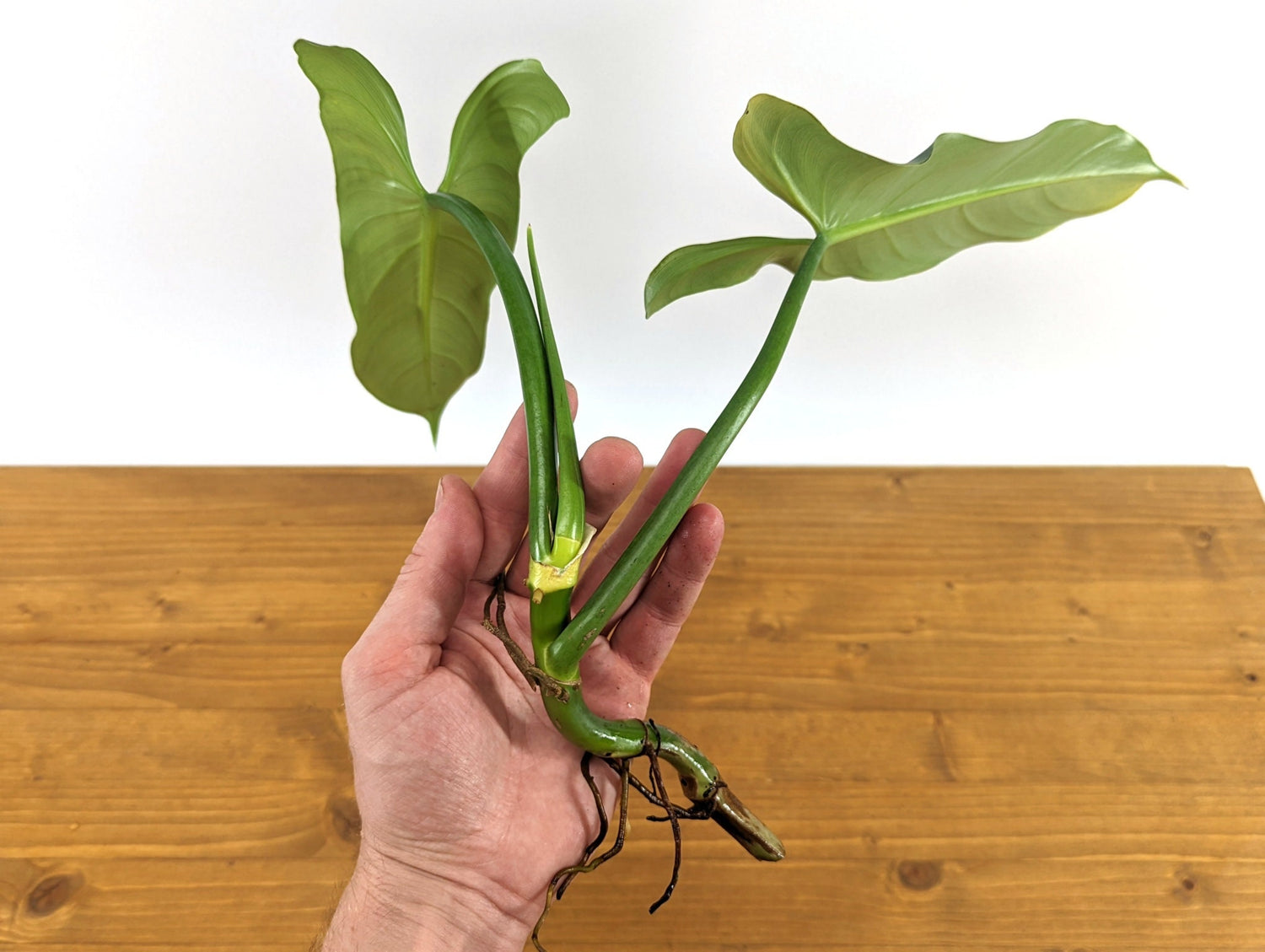 Philodendron Silver Sword Cutting