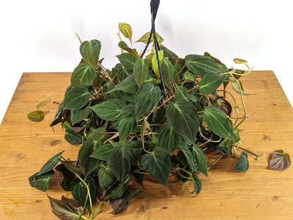 Philodendron Micans hederaceum