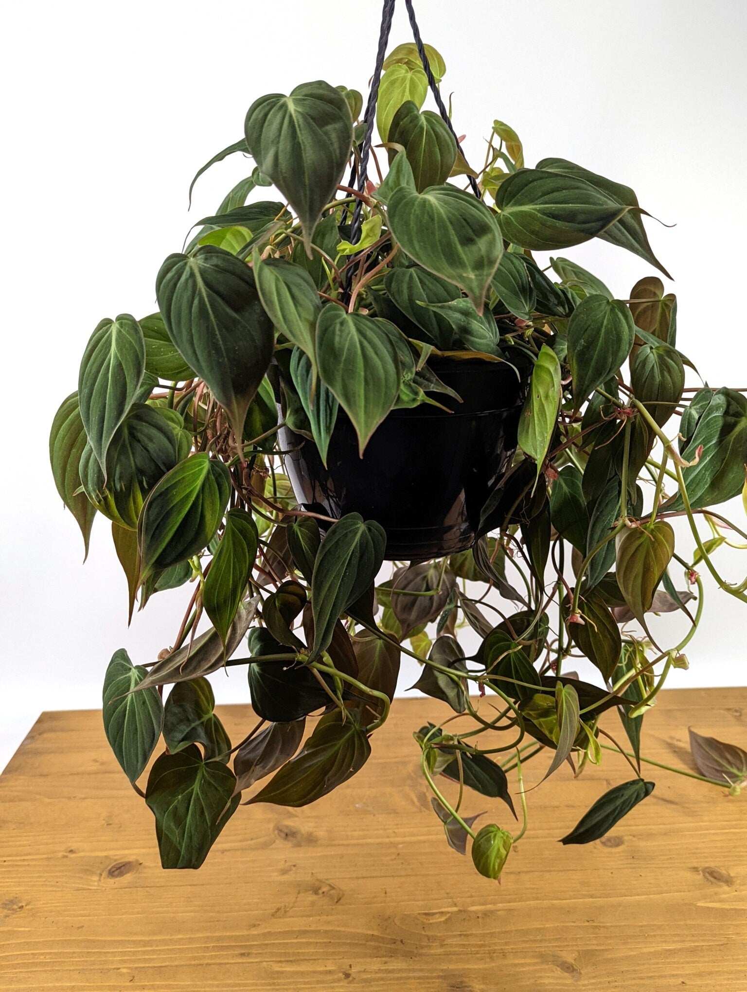 Philodendron Micans