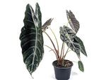 Alocasia Chantrieri