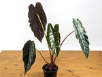 Alocasia Chantrieri