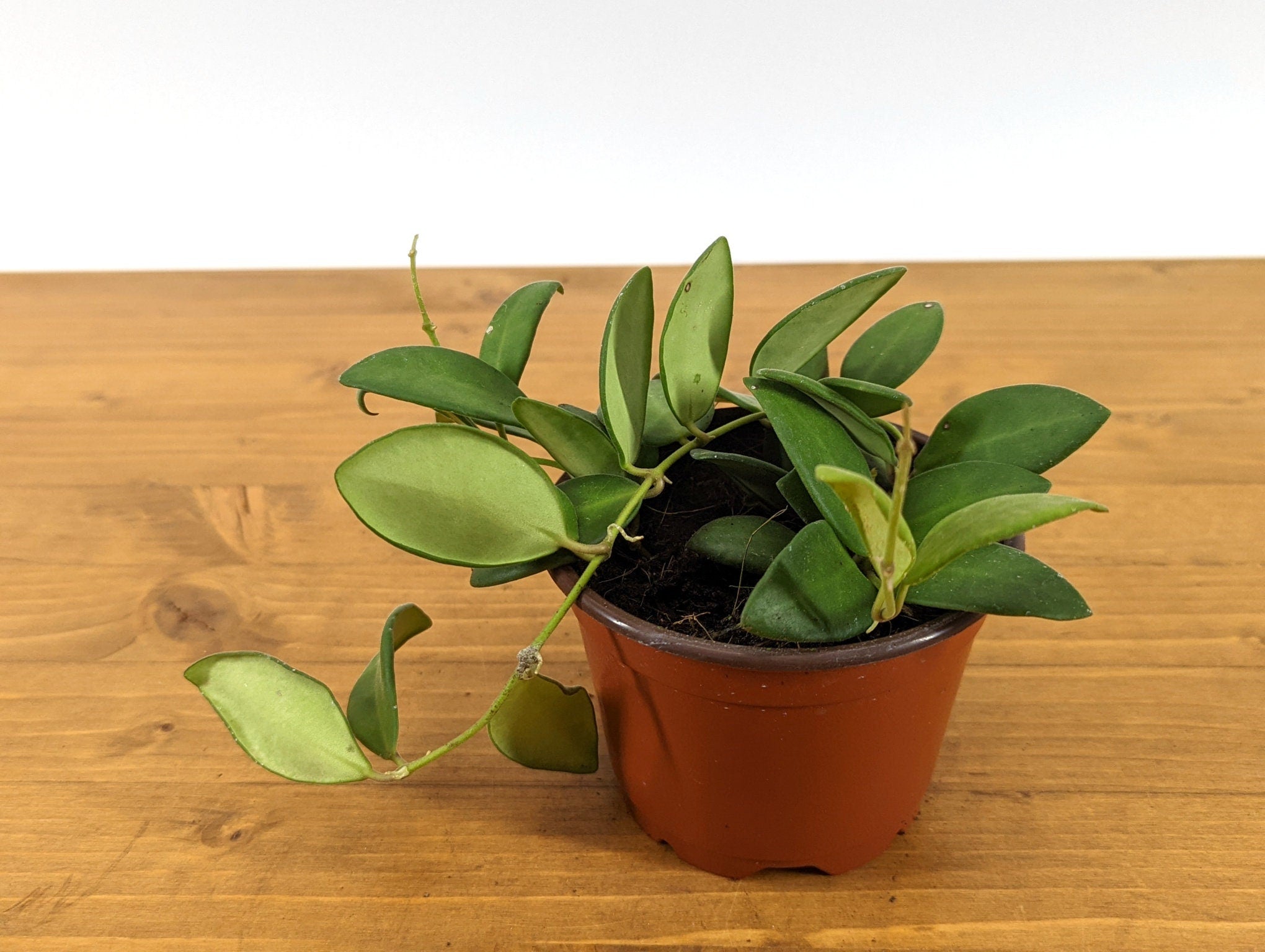 Hoya burtoniae wax plant 4 inch pot