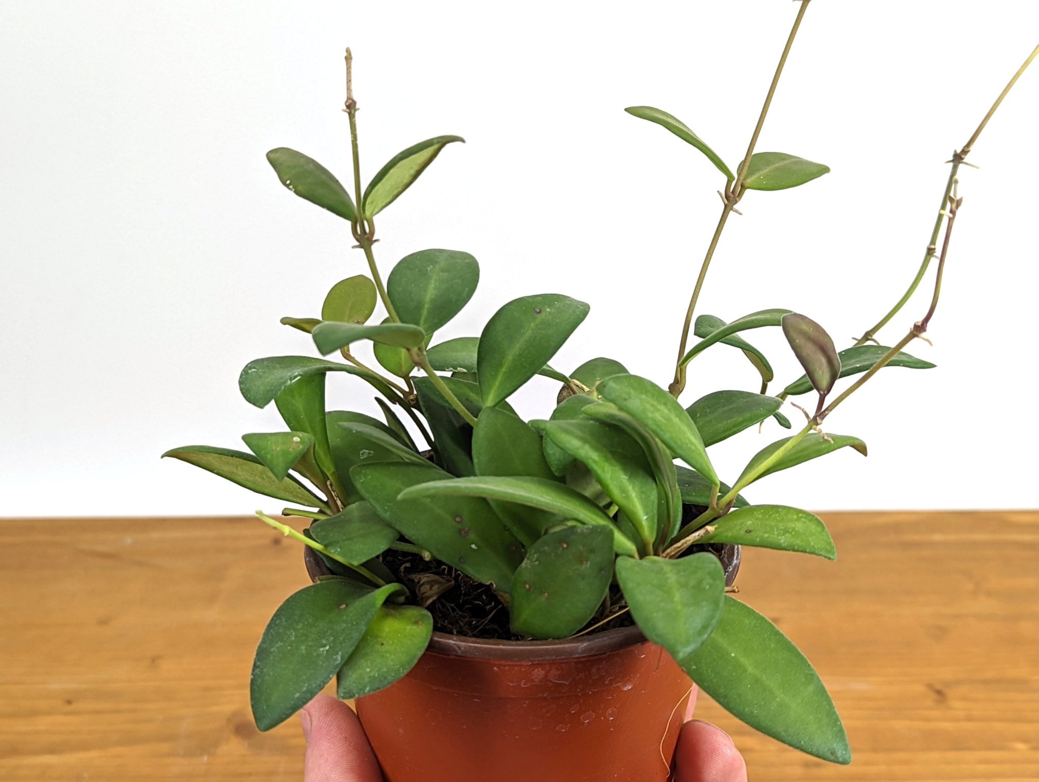 Hoya burtoniae wax plant 4 inch pot