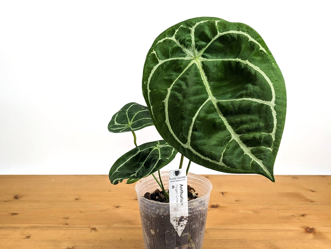 Anthurium Forgetii White Stripes