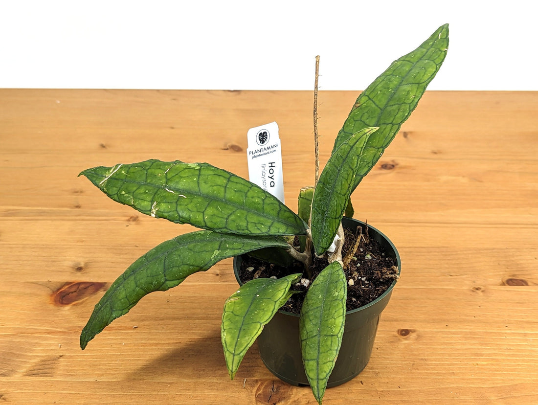 Hoya finlaysonii long leaf in 4 inch plastic pot