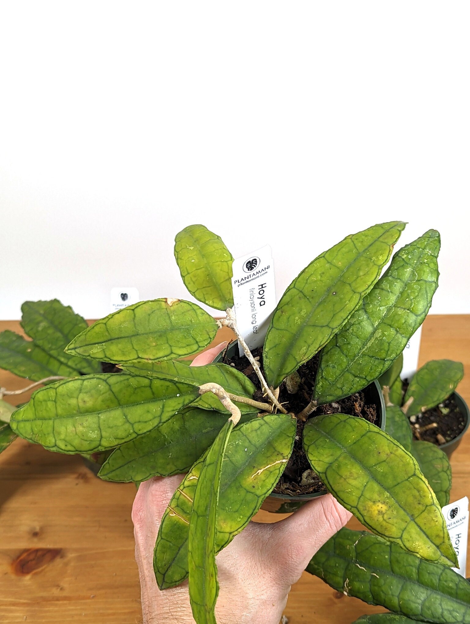 Hoya finlaysonii long leaf in 4 inch plastic pot