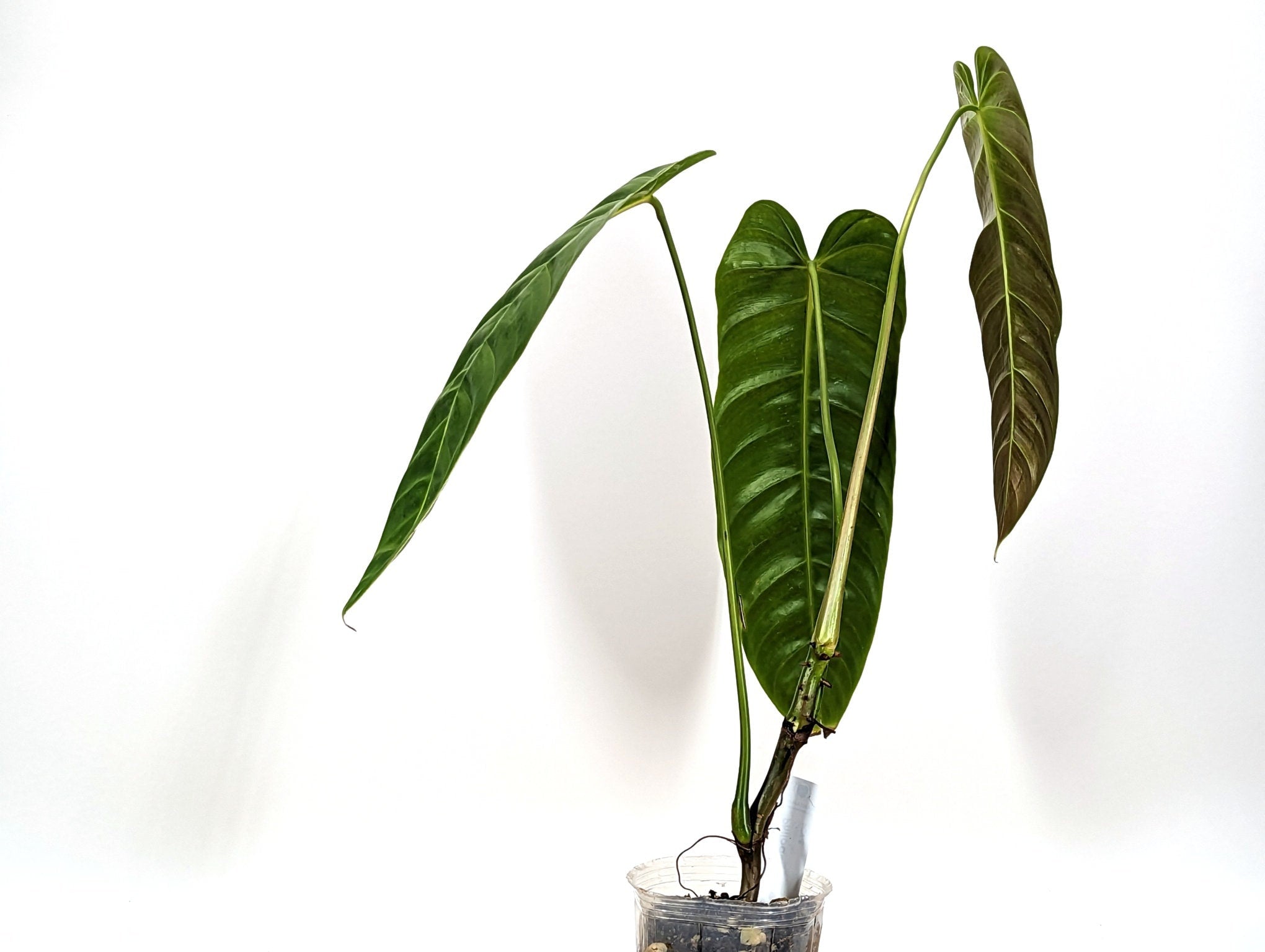 Philodendron Green Sky &