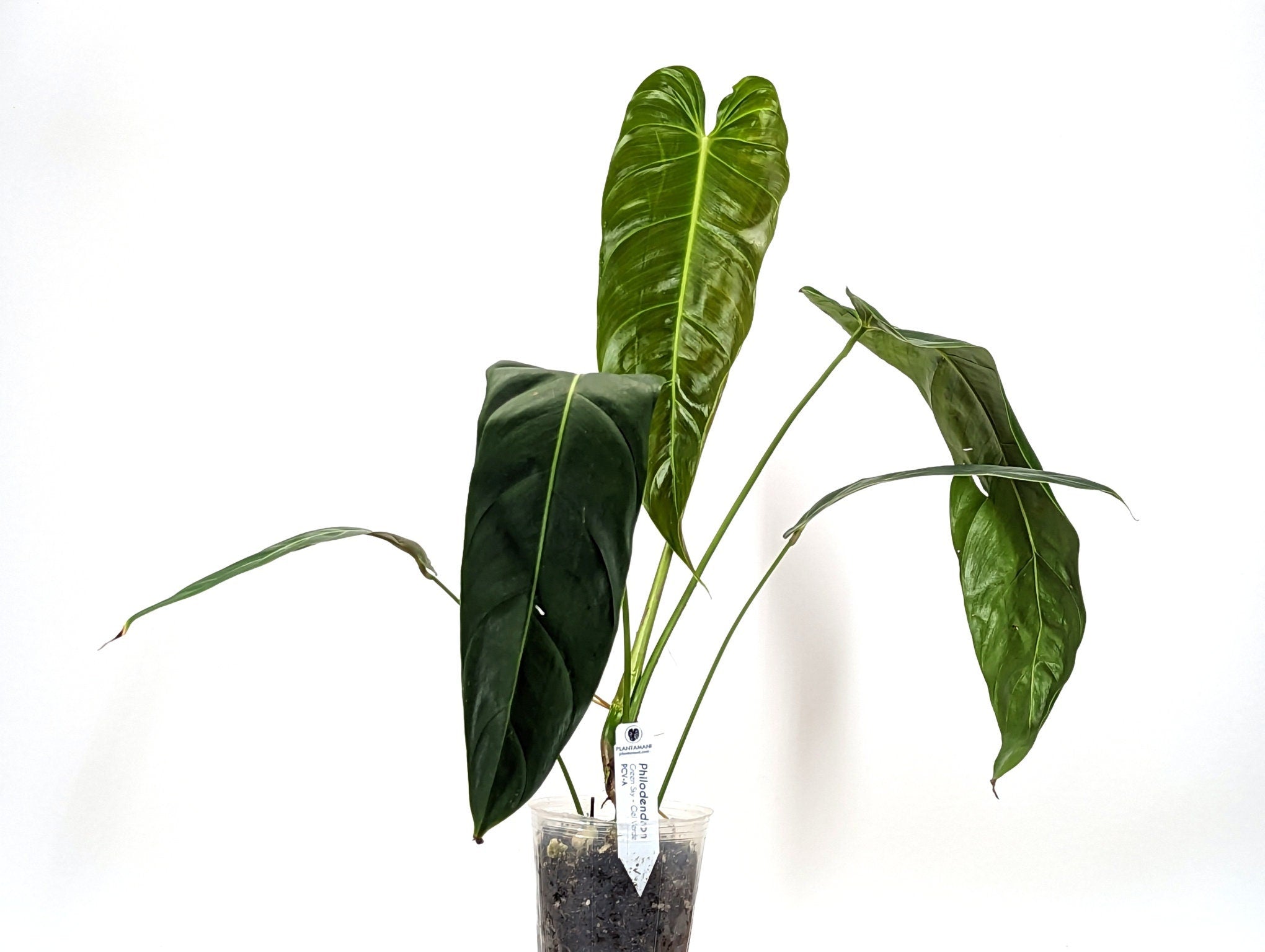 Philodendron Green Sky &