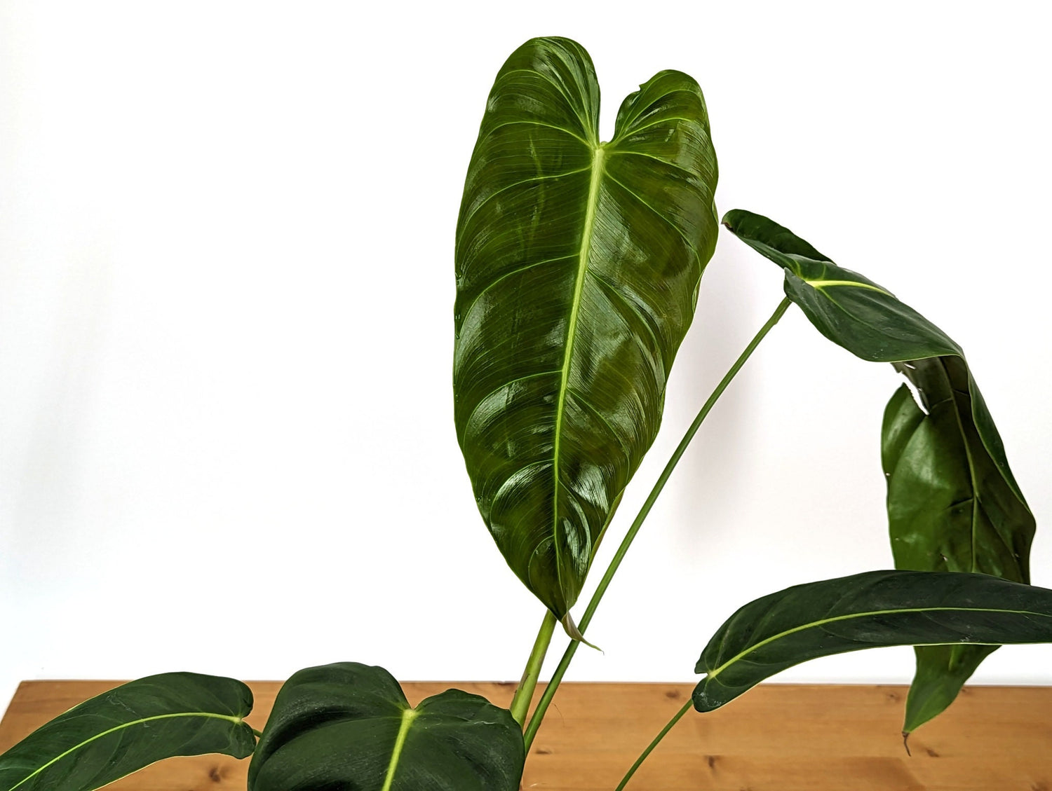 Philodendron Green Sky