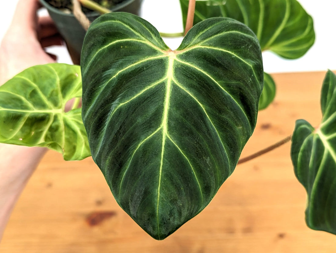 Philodendron Verrucosum &