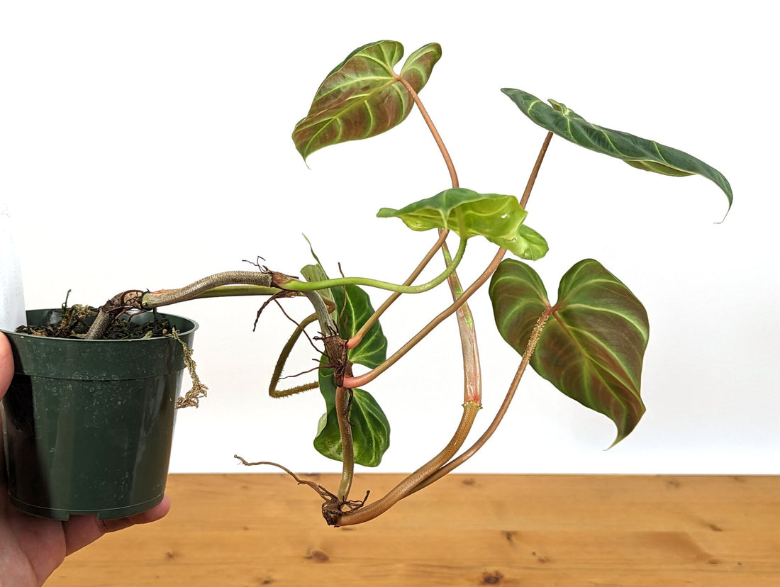 Philodendron Verrucosum &