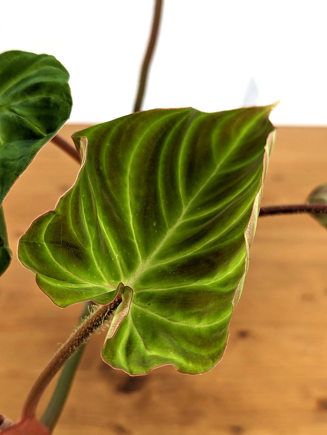 Philodendron Verrucosum &
