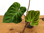 Philodendron Verrucosum 'Fantasy'