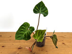 Philodendron Verrucosum 'Fantasy'
