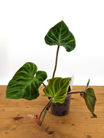 Philodendron Verrucosum 'Fantasy'