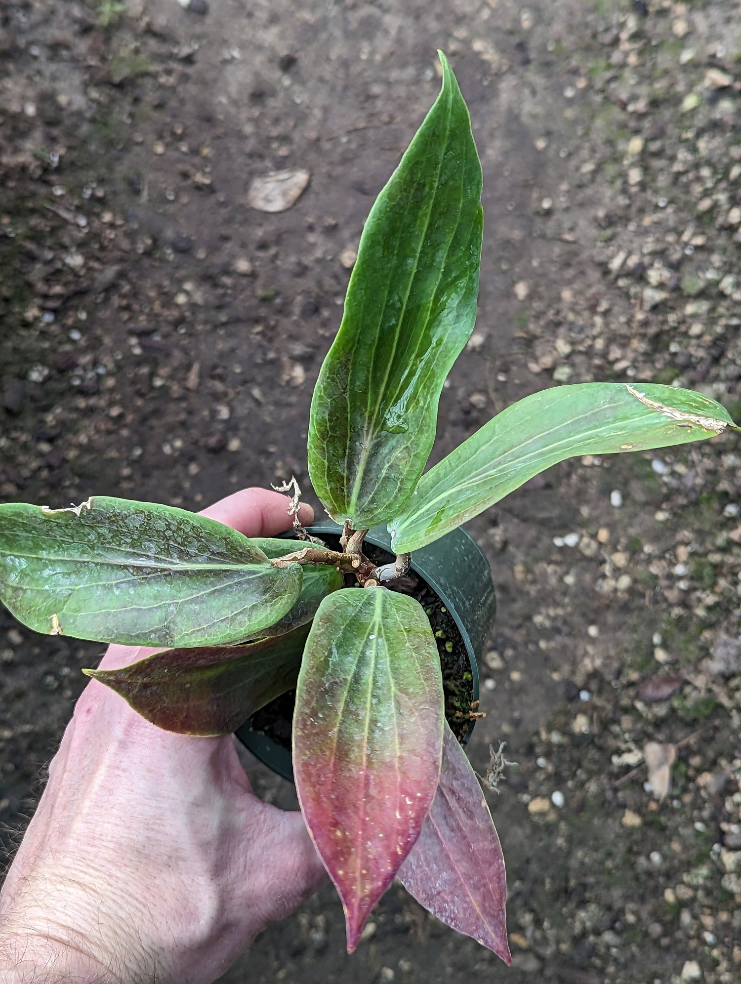 Hoya benguetensis 4 inch pot