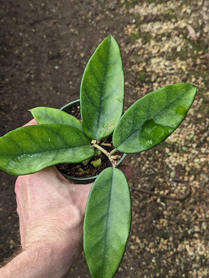 Hoya dasyantha 4 inch pot