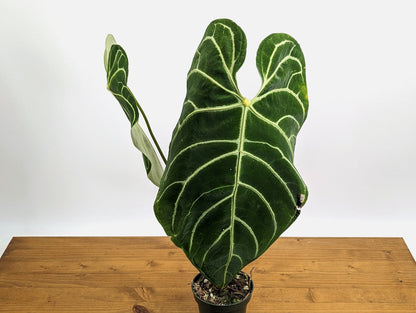 XL Mature Anthurium regale