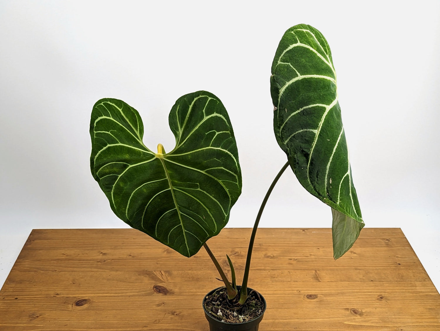 XL Mature Anthurium regale