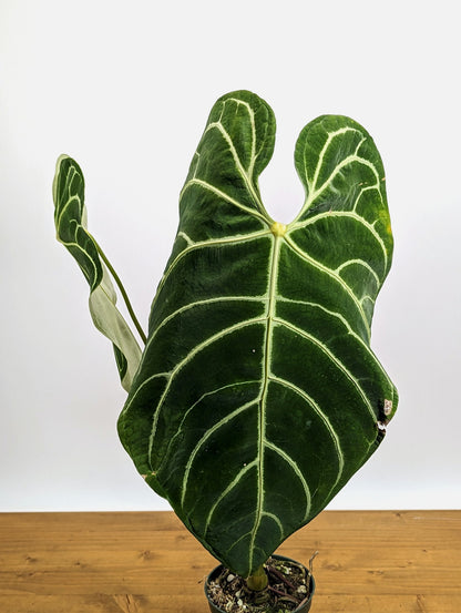 XL Mature Anthurium regale