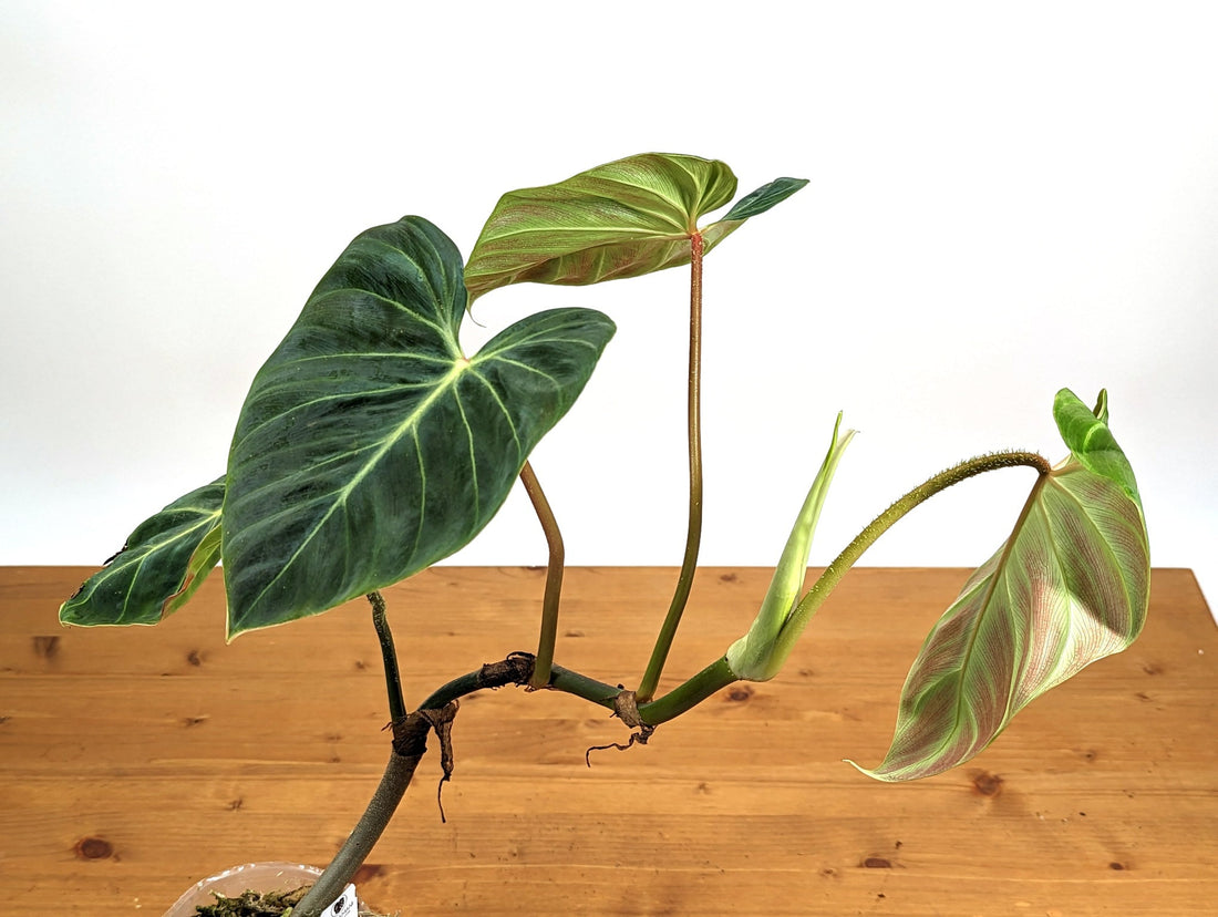Philodendron Verrucosum &
