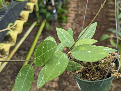 Hoya Hoya limoniaca in 4 inch pot