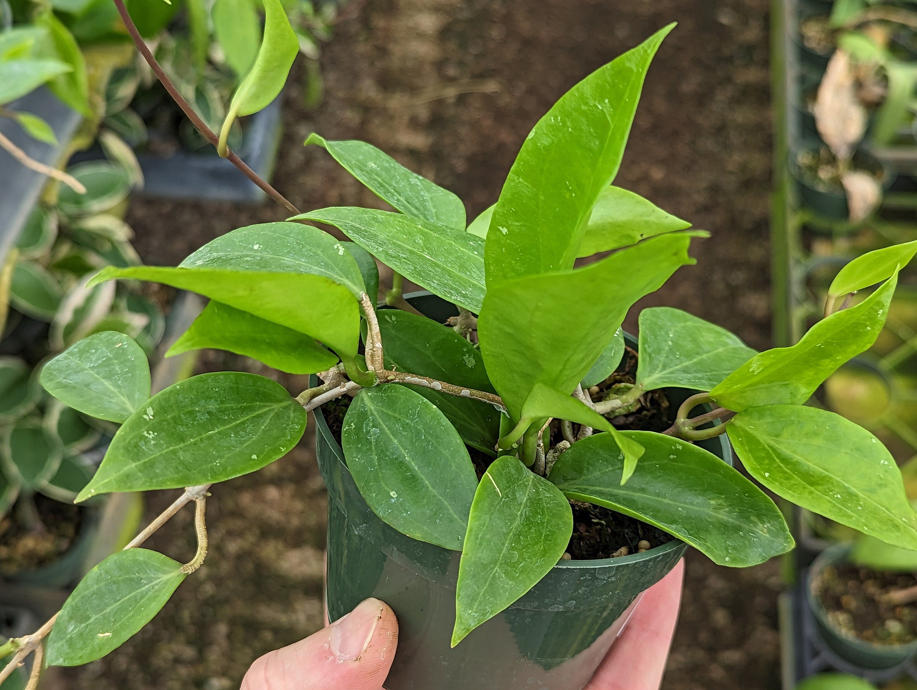 Hoya Hoya limoniaca in 4 inch pot