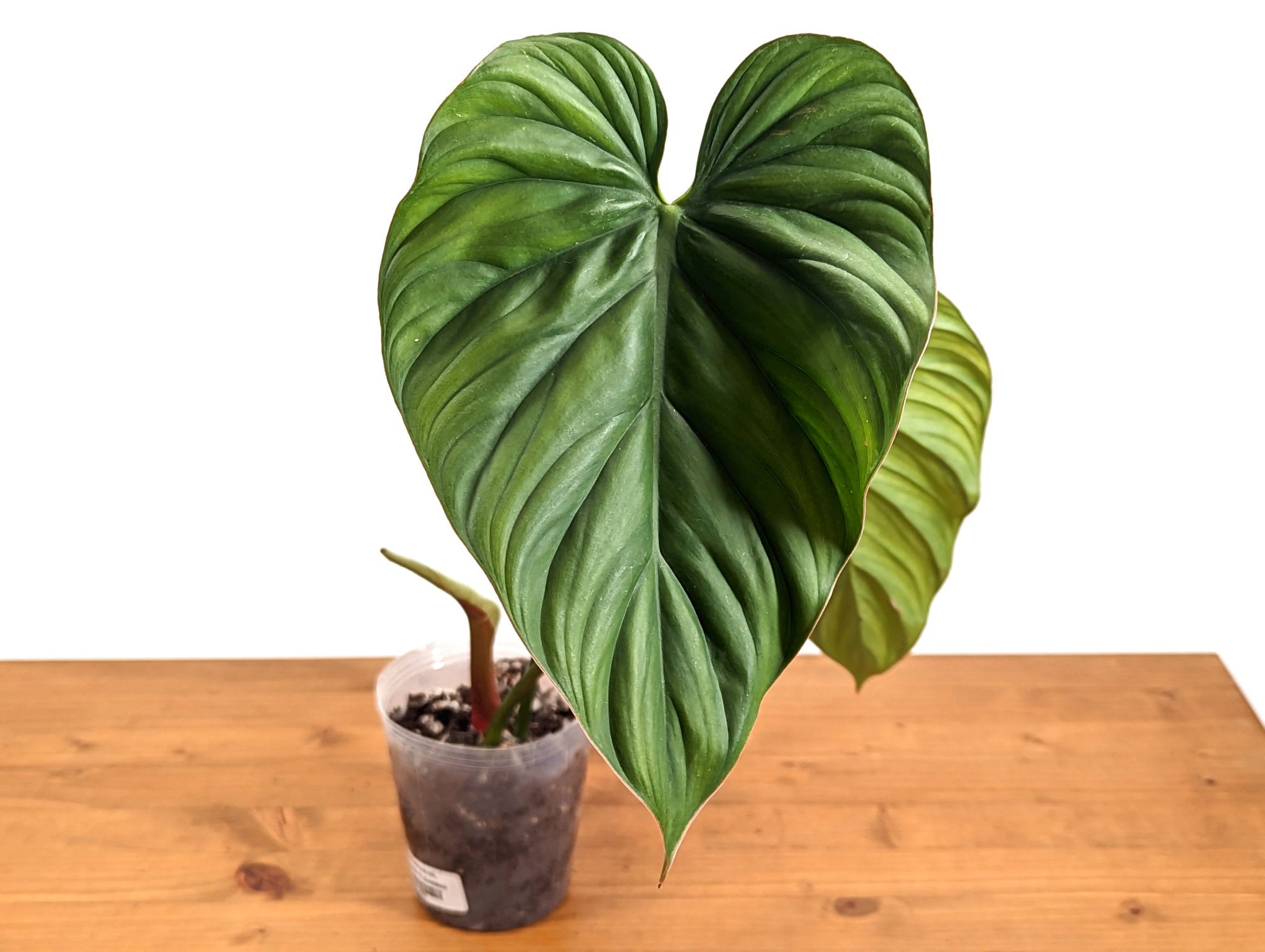 Philodendron sp Colombia Silver - 4 inch pot