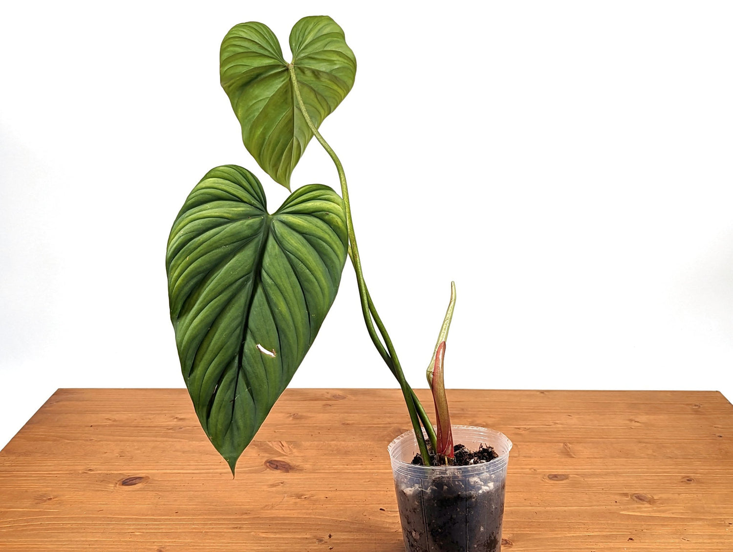 Philodendron sp Colombia Silver - 4 inch pot