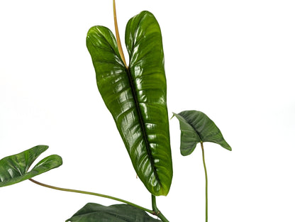 Philodendron Felix 4 inch pot Live Tropical Plant