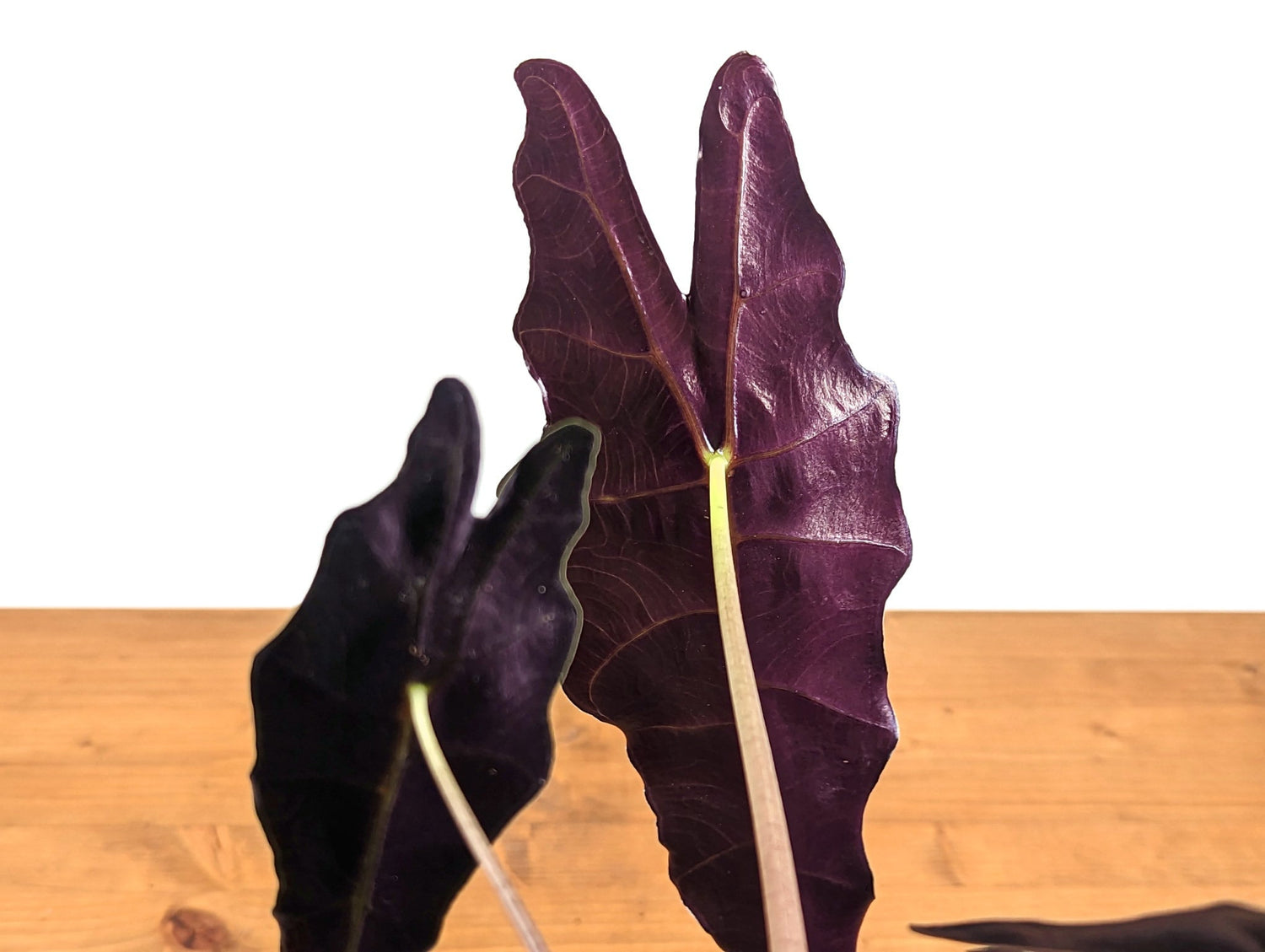 Alocasia Purpley