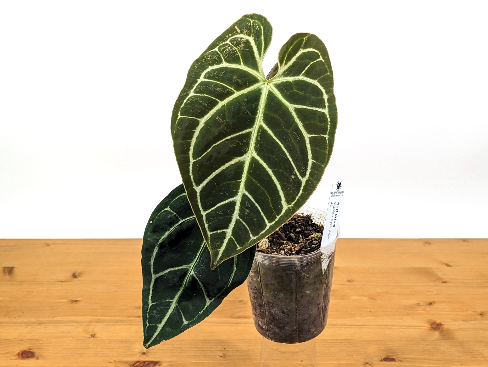 Anthurium Regale x Crystallinum - Exact Plant 4 inch pot