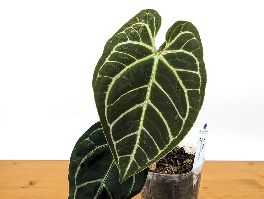 Anthurium Tingo Maria