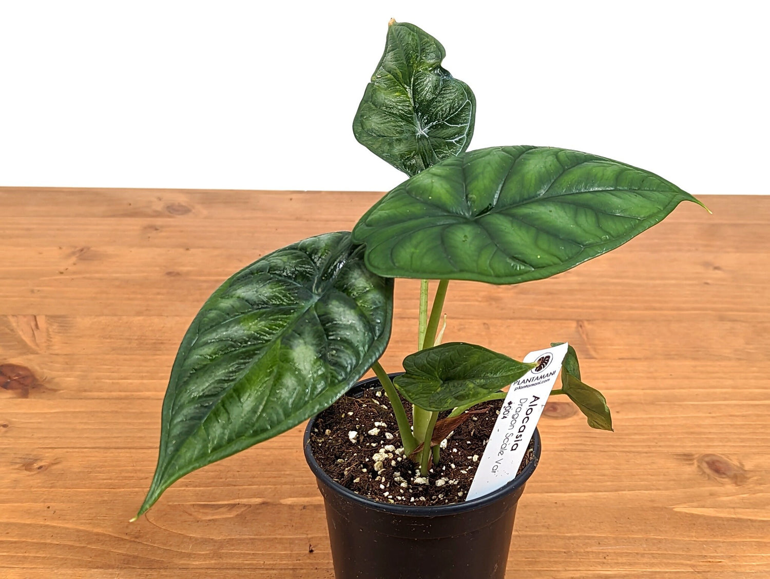 Variegated Alocasia Dragon Scale Starter  | 4 inch pot Exact Plant