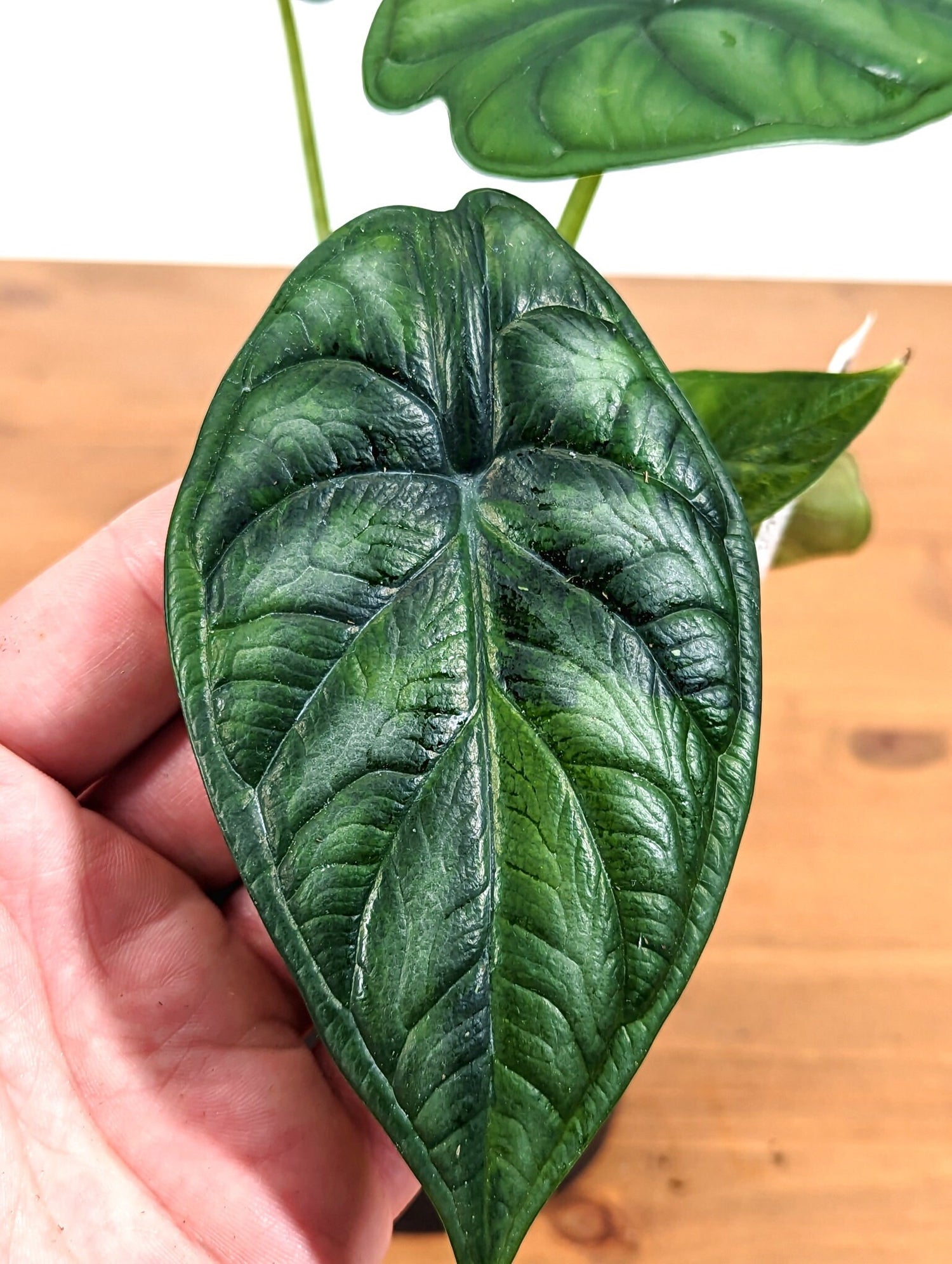 Variegated Alocasia Dragon Scale Starter  | 4 inch pot Exact Plant