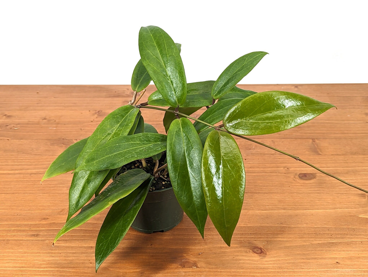 Hoya ilagiorum in 4 inch pot