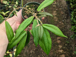 Hoya ilagiorum