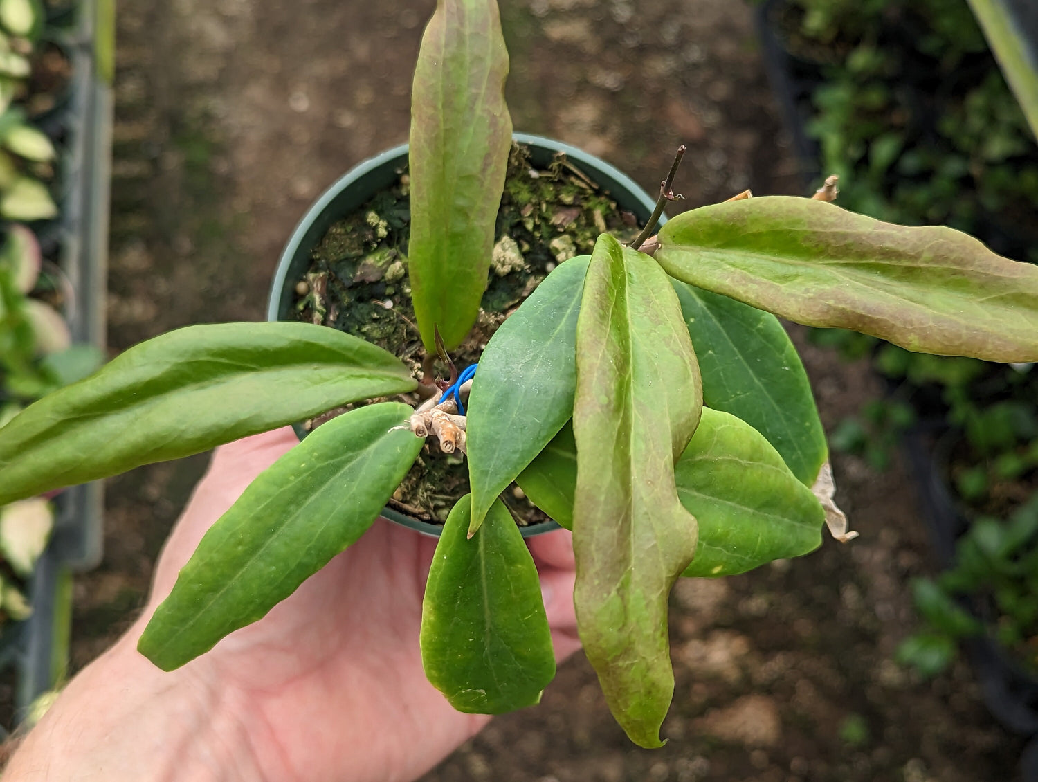 Hoya ilagiorum in 4 inch pot